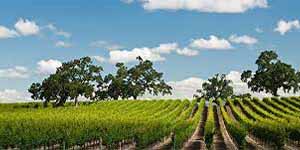 Vineyard landscape in Lodi, CA under a bright blue sky, showcasing the region’s scenic agricultural beauty